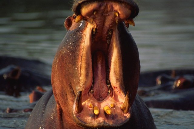 Yawning hippo from free Microsoft clipart