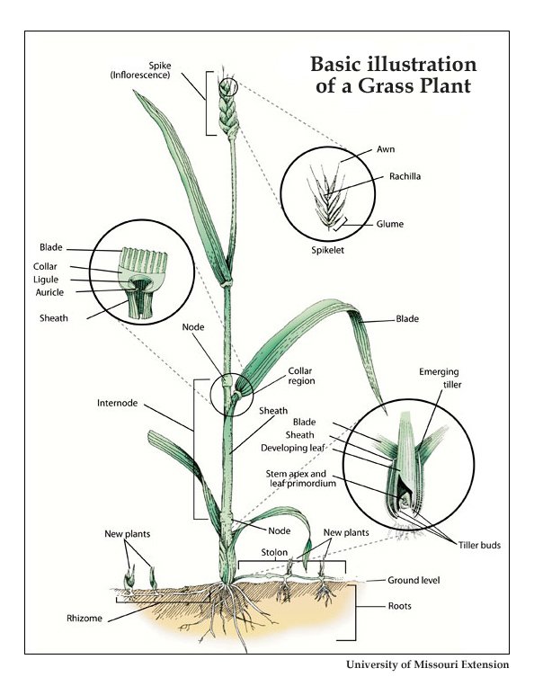 Basic illustration of a grass plant