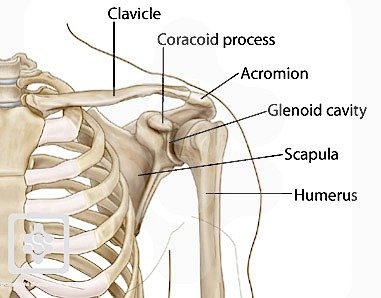 Shoulder joint