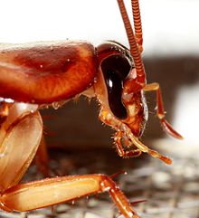Periplaneta americana, the American cockroach